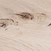 oak-tabletop-detail